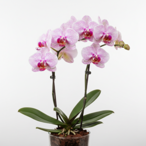 Phalaenopsis Zuma Sprite