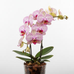 Phalaenopsis Zuma Spotlight