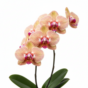 Phalaenopsis Zuma Spitfire