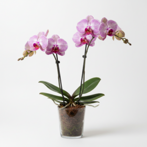 Phalaenopsis Zuma Spirit