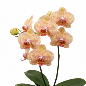Phalaenopsis Zuma Spice