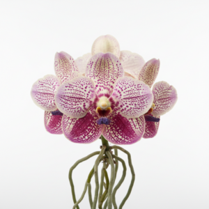 Vanda Zuma Speckles