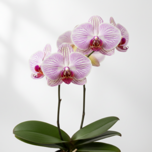 Phalaenopsis Zuma Souvenir