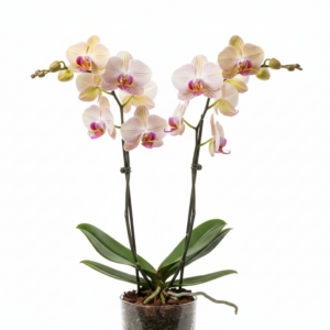 Phalaenopsis Zuma Sonnet