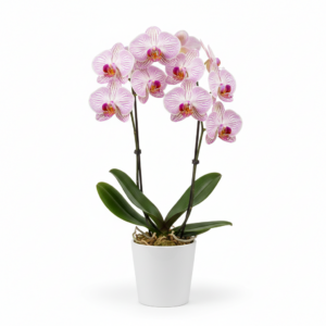 Phalaenopsis Zuma Serenade