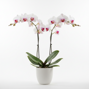 Phalaenopsis Zuma Senorita