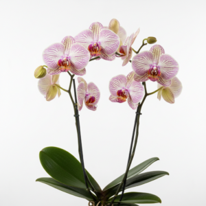 Phalaenopsis Zuma Scamp
