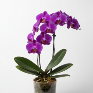 Phalaenopsis Zuma Sapphire