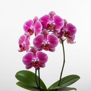 Phalaenopsis Zuma Royalty