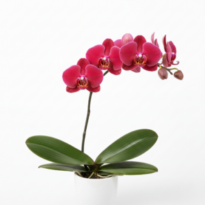 Phalaenopsis Zuma Royal Ruby