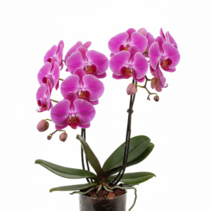 Phalaenopsis Zuma Rose-Lee