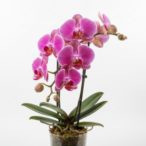 Phalaenopsis Zuma Rose