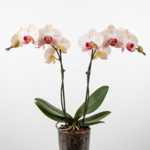 Phalaenopsis Zuma Romance
