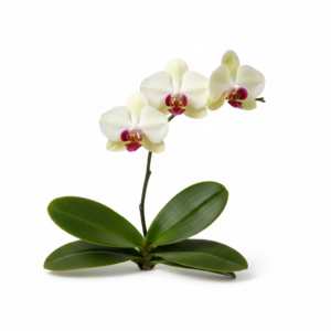 Phalaenopsis Zuma Red Eye