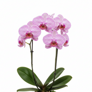 Phalaenopsis Zuma Rascal