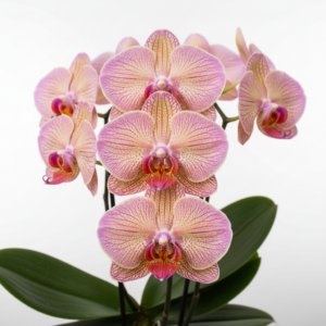 Phalaenopsis Zuma Rainbow