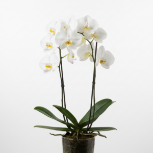 Phalaenopsis Zuma Purity
