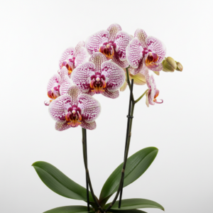Phalaenopsis Zuma Polkadot