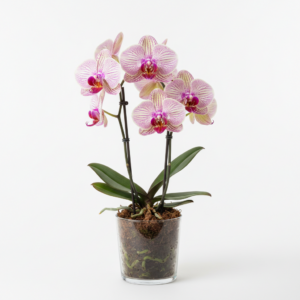 Phalaenopsis Zuma Poem