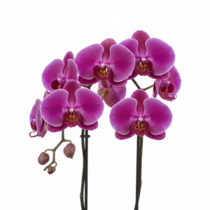 Phalaenopsis Zuma Plum