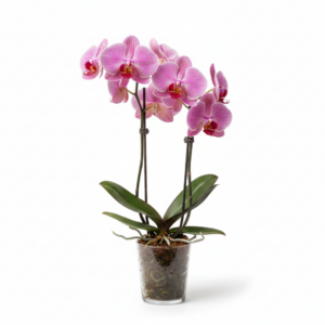Phalaenopsis Zuma Pinkster