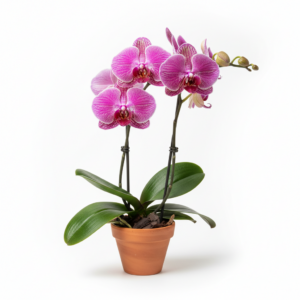 Phalaenopsis Zuma Pink