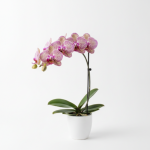 Phalaenopsis Zuma Picture