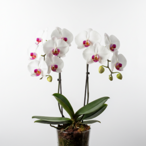 Phalaenopsis Zuma Pearl
