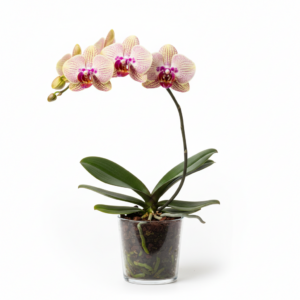 Phalaenopsis Zuma Mystic