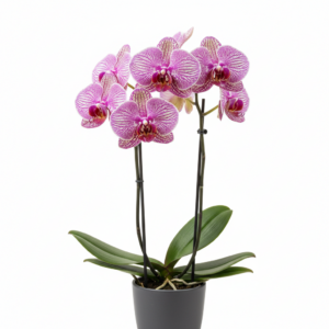 Phalaenopsis Zuma Mystery