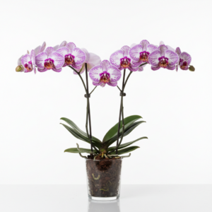 Phalaenopsis Zuma Musicana