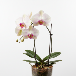 Phalaenopsis Zuma Mist