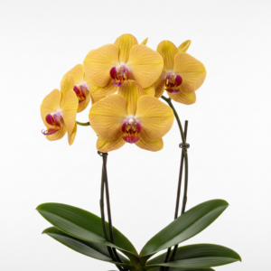 Phalaenopsis Zuma Merrigold