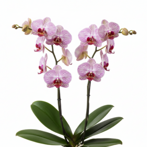 Phalaenopsis Zuma Melody
