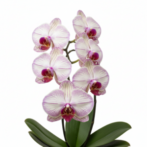 Phalaenopsis Zuma Melinda