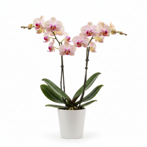 Phalaenopsis Zuma Meadow