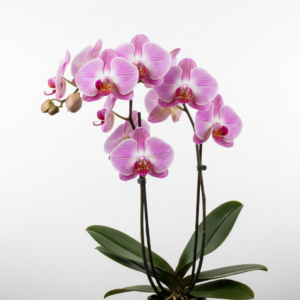 Phalaenopsis Zuma Mantoria