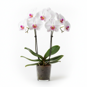Phalaenopsis Zuma Maiden
