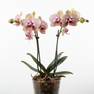 Phalaenopsis Zuma Magic