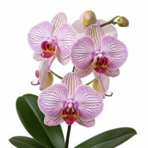 Phalaenopsis Zuma Lyric