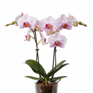 Phalaenopsis Zuma Lustre