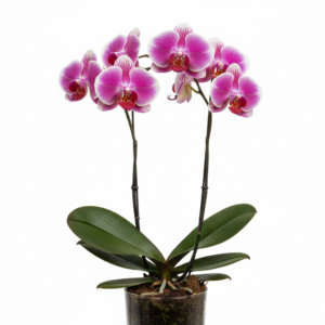 Phalaenopsis Zuma Lipstick