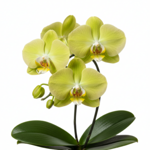 Phalaenopsis Zuma Limelight