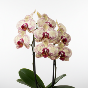 Phalaenopsis Zuma Leopard