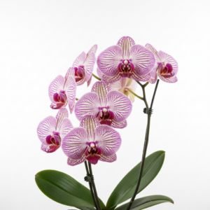 Phalaenopsis Zuma Legend