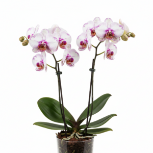 Phalaenopsis Zuma Lassie