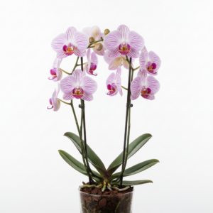 Phalaenopsis Zuma Lady