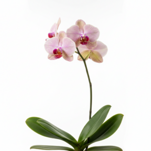 Phalaenopsis Zuma Kiss