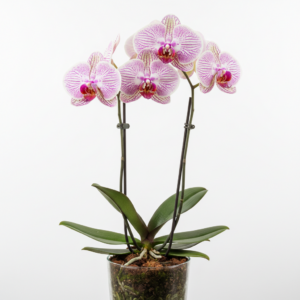 Phalaenopsis Zuma Kismet