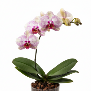 Phalaenopsis Zuma Keystone